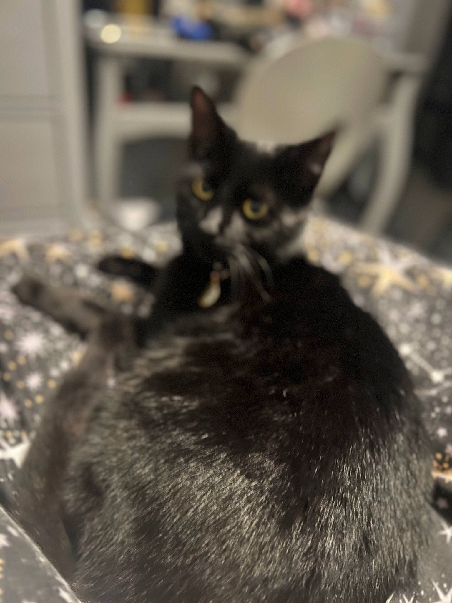 Dennis is registered to the contest to win money with this photo: black_cat, bombay, carnivore, cat, claw, comfort, domestic_short_haired_cat, ear, felidae, fur, grey, monochrome, monochrome_photography, paw, small_to_medium_sized_cats, snout, tail, terrestrial_animal, whiskers