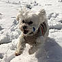 dog, white_dog, snow, winter, playful, sweater, running, outdoor, pet, fur, animal, cold, fun, active, small_dog, fluffy, frozen, joy, nature, cute