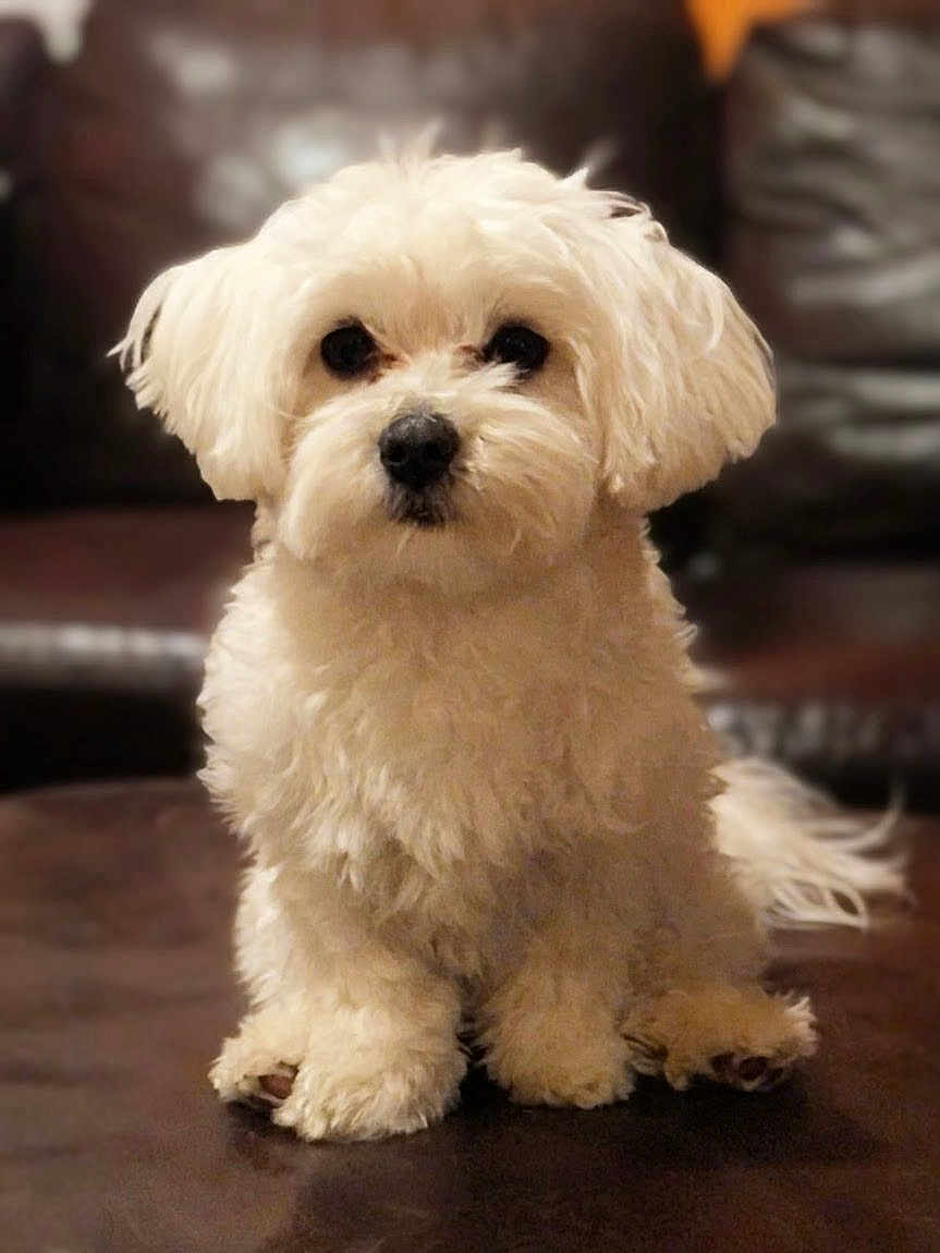Charly is registered to the contest to win money with this photo: dog, white_dog, fluffy, pet, cute, sitting, indoor, leather_couch, front_view, small_dog, companion, animal, fur, domestic_animal, portrait, looking_at_camera, household, cozy, friendly, adorable
