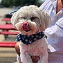 dog, white_dog, bandana, star_pattern, pet, animal, fluffy, licking_nose, person, holding, outdoor, sunny, blurred_background, picnic_table, casual_clothing, close_up, cute, friendly, summer, happy