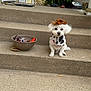 Charly joined the competition — help win amazing prizes! dog, small_dog, costume, cowboy_hat, bandana, steps, concrete, bowl, candy, halloween, decorations, spider, porch, railing, outdoor, pet, cute, holiday, white_dog, festive