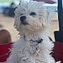 Charly joined the competition — help win amazing prizes! dog, white_dog, fluffy, pet, collar, beach, umbrella, outdoor, sunny, red_surface, furry, cute, animal, relaxed, summer, vacation, canine, sitting, closeup, portrait