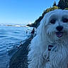 Chicken Nugget joined the competition — help win amazing prizes! dog, white_dog, fluffy, water, lake, shore, trees, sky, outdoor, nature, collar, pet, animal, security_tag, calm, daytime, landscape, people_in_background, boats, smiling