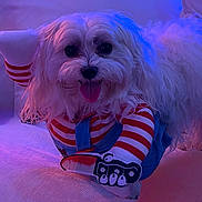 Chicken Nugget is registered to the contest to win money with this photo: dog, white_dog, fluffy, pet, costume, striped_clothing, red_and_white, tongue_out, cute, indoor, purple_lighting, blue_lighting, soft_light, playful, animal, small_dog, fabric, couch, close_up, smiling
