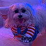 dog, white_dog, fluffy, pet, costume, striped_clothing, red_and_white, tongue_out, cute, indoor, purple_lighting, blue_lighting, soft_light, playful, animal, small_dog, fabric, couch, close_up, smiling
