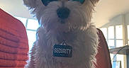 Chicken Nugget is registered to the contest to win money with this photo: dog, white_dog, sunglasses, pet, indoor, red_chair, security_tag, fluffy, small_dog, modern_room, window, sunlight, furniture, reflection, collar, cute, standing, guard_dog, pet_accessory, house