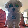 dog, white_dog, sunglasses, pet, indoor, red_chair, security_tag, fluffy, small_dog, modern_room, window, sunlight, furniture, reflection, collar, cute, standing, guard_dog, pet_accessory, house