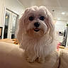 Chicken Nugget joined the competition — help win amazing prizes! dog, white, fluffy, pet, indoor, couch, living_room, fur, cute, small_dog, face, animal, home, cozy, smiling, ears, black_nose, tongue, domestic_animal, friendly