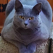 Janya a rejoint le concours — aidez-le/la à gagner de superbes lots ! cat, gray_cat, yellow_eyes, scratching_post, wooden_background, pet, feline, indoor, animal, cute, domestic_cat, fur, whiskers, ears, paws, resting, looking, portrait, mammal, cozy