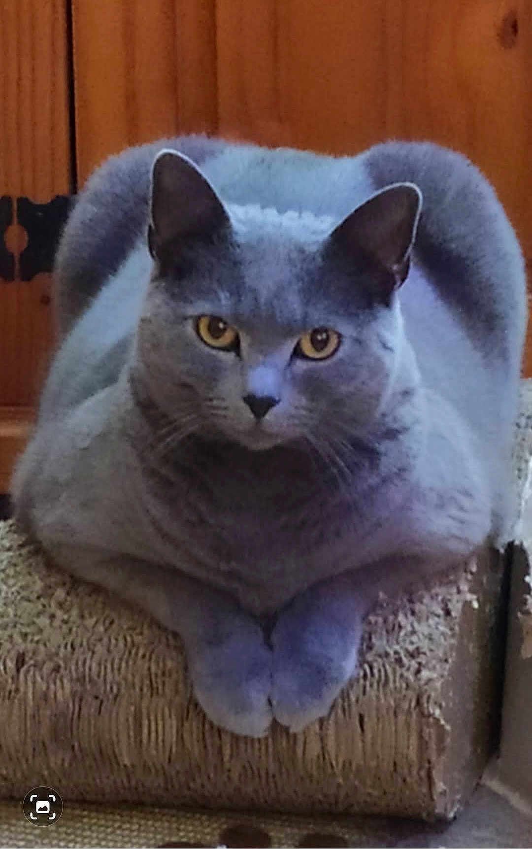 Janya a rejoint le concours — aidez-le/la à gagner de superbes lots ! cat, gray_cat, yellow_eyes, scratching_post, wooden_background, pet, feline, indoor, animal, cute, domestic_cat, fur, whiskers, ears, paws, resting, looking, portrait, mammal, cozy