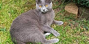 Janya participe au concours pour gagner de l'argent avec cette photo : alert, animal, cat, cute, eyes, feline, fur, garden, grass, greenery, grey_cat, mammal, nature, outdoor, pet, relaxing, spotted_cat, stone, two_animals, wildlife