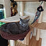 Janya participe au concours pour gagner de l'argent avec cette photo : animal, cat, cat_tree, cozy, decor, domestic, fabric, furniture, gray_cat, hammock, home, indoor, pet, playful, relaxed, resting, scratching_post, statue, toy, wooden_furniture
