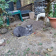 Janya a rejoint le concours — aidez-le/la à gagner de superbes lots ! animal, cat, dirt, flower_pot, furniture, garden, grass, gray_cat, leaves, nature, outdoor, pet, plant, plastic_chair, pot, relaxed, rock, shrub, tree, wildlife