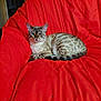 Xena Xelly participe au concours pour gagner de l'argent avec cette photo : cat, feline, pet, animal, indoor, red_chair, cushion, striped, spotted, relaxed, looking_at_camera, fur, whiskers, ears, tail, domestic_cat, sitting, comfort, home, cozy