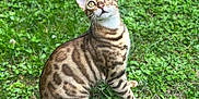 Xena Xelly a rejoint le concours — aidez-le/la à gagner de superbes lots ! cat, bengal_cat, animal, pet, grass, outdoor, nature, feline, cute, curious, sitting, striped, spotted, whiskers, tail, ears, greenery, daylight, closeup, mammal