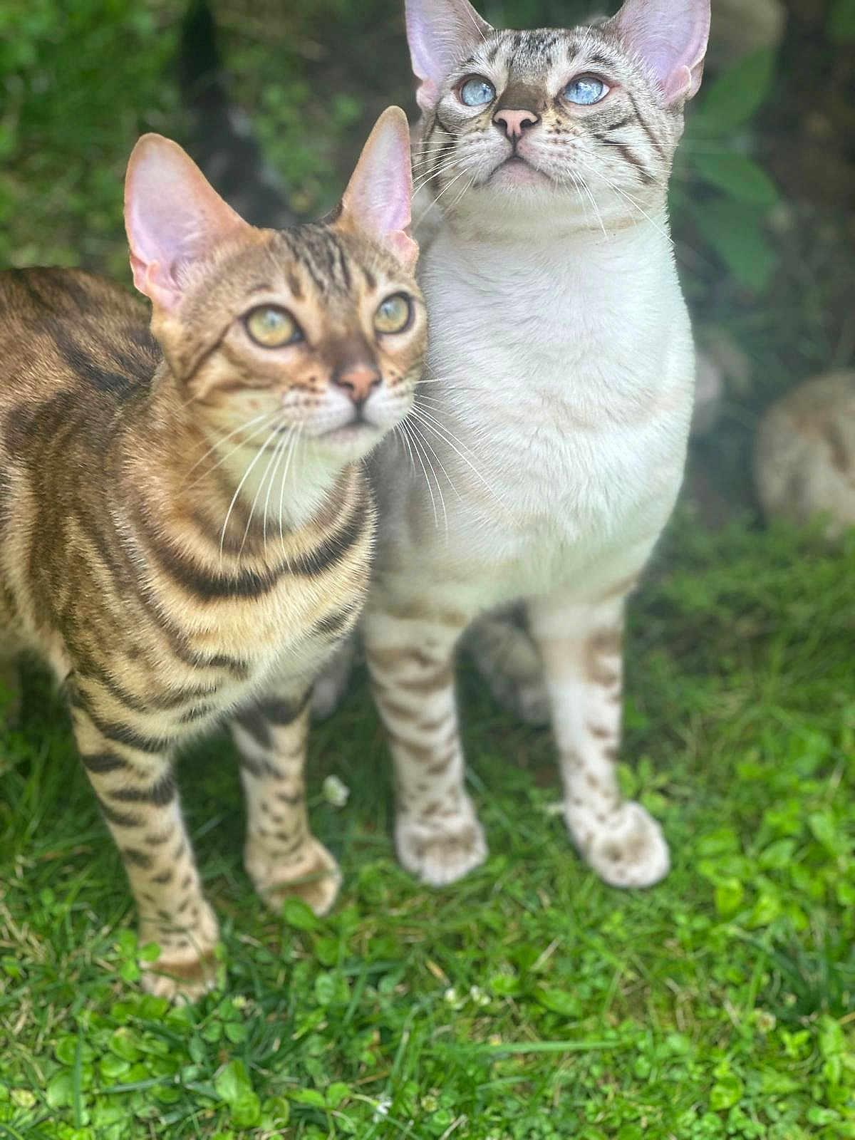 Xena Xelly participe au concours pour gagner de l'argent avec cette photo : cat, two_cats, grass, outdoor, pets, animals, curious, spotted_cat, blue_eyes, feline, nature, whiskers, ears, mammal, domestic_animal, playful, alert, standing, close_up, greenery