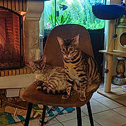 Xena Xelly a rejoint le concours — aidez-le/la à gagner de superbes lots ! animal, aquarium, bengal_cat, brown, cat, chair, cozy, curious, decor, fireplace, fish_tank, furniture, indoor, light, living_room, pet, plant, resting, tile_floor, window