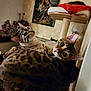 Xena Xelly participe au concours pour gagner de l'argent avec cette photo : bengal_cat, blanket, cat, cat_tree, cozy, cuddling, fur_spotted, furniture, indoor, lamp, painting, pet, photographs, playful, portrait, shelf, two_cats, wall, whiskers, wide_eyes