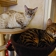 Xena Xelly a rejoint le concours — aidez-le/la à gagner de superbes lots ! cat, feline, pet, indoor, cat_furniture, cat_tree, striped_cat, spotted_cat, resting, animal, domestic_animal, cozy, shelf, hammock, curious, whiskers, ears, fur, two_cats, home