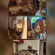 Xena Xelly participe au concours pour gagner de l'argent avec cette photo : bengal_cat, cat_tree, cats, chair, chair_seat, collage, cozy, feline, fireplace, fur_pattern, home_interior, indoor, lounging, multiple_cats, pet, playful, portrait, sitting, stripes, whiskers