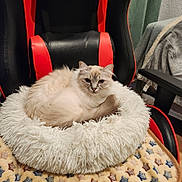 Blue participe au concours pour gagner de l'argent avec cette photo : cat, fluffy_cat, blue_eyes, pet_bed, gaming_chair, red_and_black_chair, blanket, star_pattern, indoor, cozy, furniture, curtain, relaxed, animal, fur, domestic_cat, resting, soft_texture, home_interior, comfort