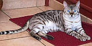 Jelly participe au concours pour gagner de l'argent avec cette photo : animal, blue_eyes, cat, domestic, ears, feline, home, indoor, lying_down, paws, pet, red_mat, relaxed, resting, spotted, staircase, striped, tail, tiled_floor, whiskers