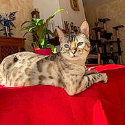 Jelly participe au concours pour gagner de l'argent avec cette photo : animal, blue_eyes, cat, cat_tree, cozy, decor, ears, figurines, furniture, home, indoor, mammal, pet, plant, red_surface, relaxing, spotted_fur, sunlight, table, whiskers