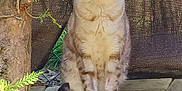 Jelly participe au concours pour gagner de l'argent avec cette photo : cat, animal, pet, sitting, outdoor, garden, wood, tree, plant, greenery, fur, tail, nature, sunlight, feline, eyes, face, whiskers, calm, ground