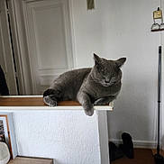 Uka a rejoint le concours — aidez-le/la à gagner de superbes lots ! cat, gray_cat, indoor, perched, relaxed, sleeping, furniture, door, shoes, mop, wall, wooden_shelf, home, cozy, pet, animal, feline, resting, quiet, calm