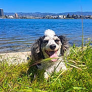 Lucky joined the competition — help win amazing prizes! buildings, canine, cityscape, curly_fur, daytime, dog, grass, greenery, happy, lake, landscape, mountains, nature, outdoor, pet, relaxed, sky, sunny, tongue_out, water