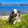 buildings, canine, cityscape, curly_fur, daytime, dog, grass, greenery, happy, lake, landscape, mountains, nature, outdoor, pet, relaxed, sky, sunny, tongue_out, water