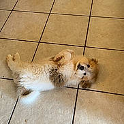 Kyzer joined the competition — help win amazing prizes! adorable, animal, brown, canine, cute, dog, fluffy, fur, indoor, looking_up, lying_down, mischievous, pet, playful, puppy, resting, small, tile_floor, white, young