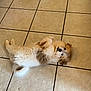 adorable, animal, brown, canine, cute, dog, fluffy, fur, indoor, looking_up, lying_down, mischievous, pet, playful, puppy, resting, small, tile_floor, white, young