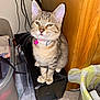 Nala Marie is registered to the contest to win money with this photo: cat, kitten, tabby, indoor, pet, collar, pink_bell, speaker, box, wires, trash_bin, plastic_container, floor, wooden_furniture, curious, sitting, feline, animal, close_up, domestic