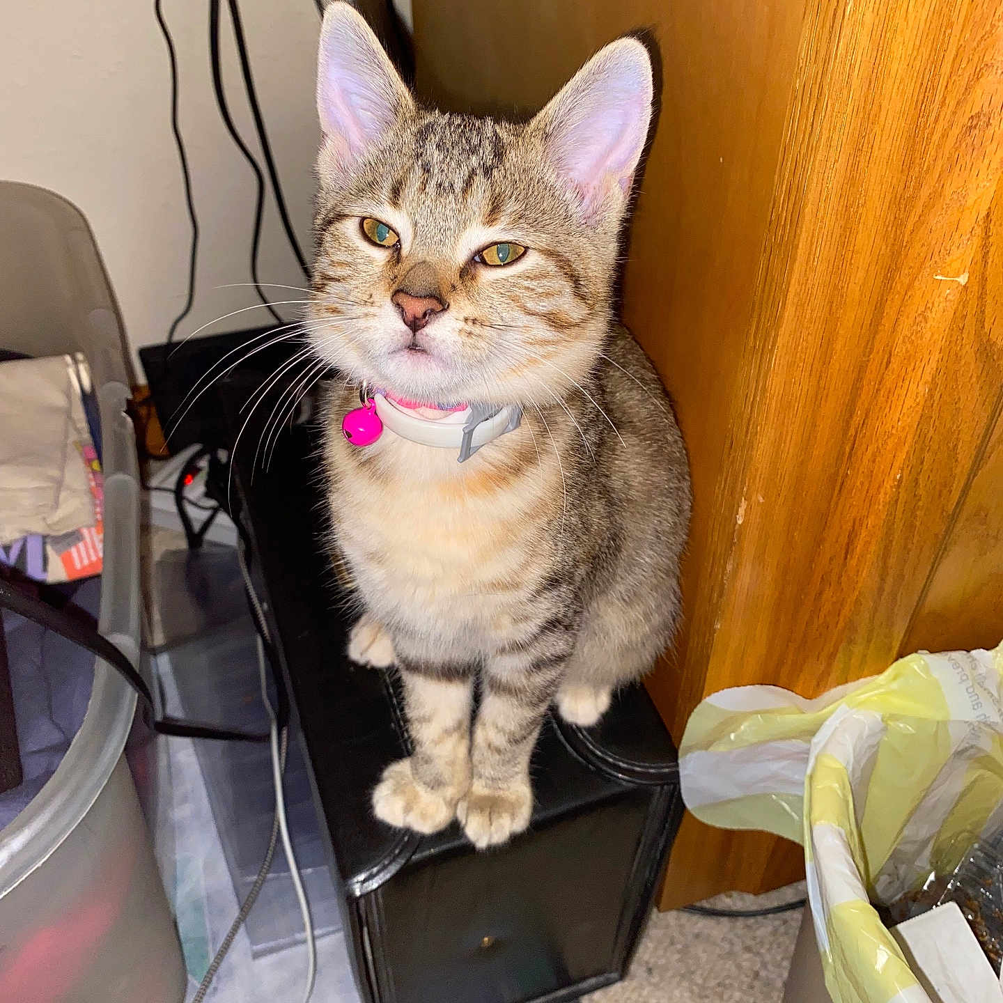 Nala Marie is registered to the contest to win money with this photo: animal, box, cat, close_up, collar, curious, domestic, feline, floor, indoor, kitten, pet, pink_bell, plastic_container, sitting, speaker, tabby, trash_bin, wires, wooden_furniture