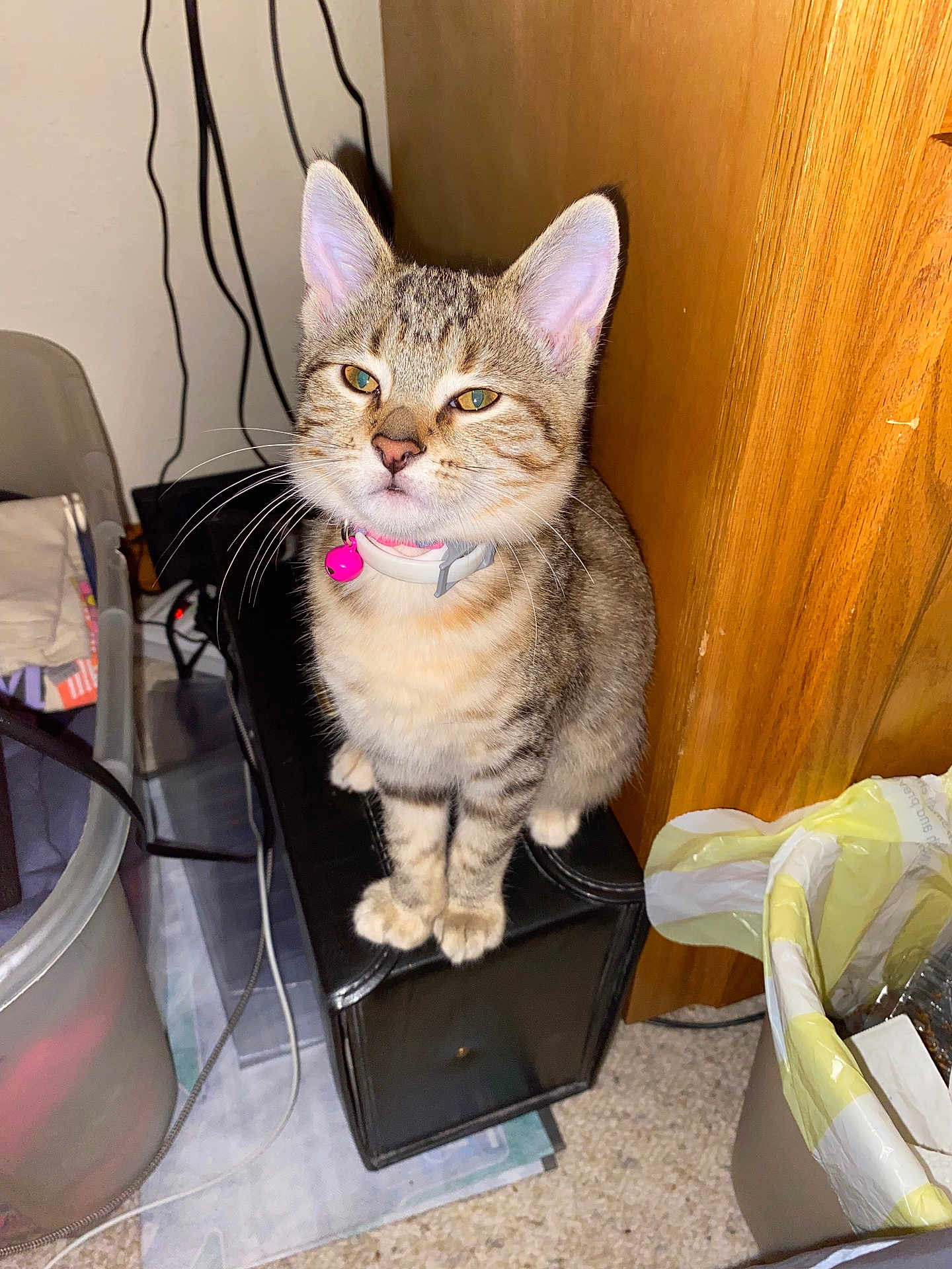 Nala Marie is registered to the contest to win money with this photo: cat, kitten, tabby, indoor, pet, collar, pink_bell, speaker, box, wires, trash_bin, plastic_container, floor, wooden_furniture, curious, sitting, feline, animal, close_up, domestic