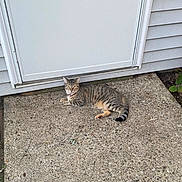 Nala Marie is registered to the contest to win money with this photo: cat, tabby, animal, pet, door, concrete, outdoor, sidewalk, resting, feline, collar, striped, curious, looking, ground, house, wall, quiet, daytime, relaxed