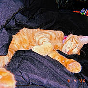 Toffee joined the competition — help win amazing prizes! animal, blanket, cat, closeup, collar, comfort, cozy, cute, domestic_animal, feline, fur, indoor, napping, orange_tabby, paw, pet, relaxing, resting, sleeping, soft