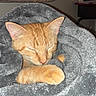 Toffee joined the competition — help win amazing prizes! animal, blanket, cat, comfort, cozy, cute, cute_pet, domestic_animal, feline, fur, indoor, nap, orange_cat, pet, relaxation, resting, sleeping, snuggled, soft_texture, warm