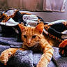 Toffee joined the competition — help win amazing prizes! animal, blanket, cat, comfort, cozy, curtain, feline, fur, ghost_pattern, halloween, home, indoor, orange_tabby, paw, pet, relaxed, resting, soft_light, warm, window