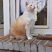 Gus a rejoint le concours — aidez-le/la à gagner de superbes lots ! cat, cream_cat, white_cat, blue_eyes, sitting, pet, animal, feline, whiskers, ears, fur, tail, window, brick_wall, brick_ledge, outdoor, plants, reflection, cat_food, portrait