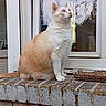 cat, cream_cat, white_cat, blue_eyes, sitting, pet, animal, feline, whiskers, ears, fur, tail, window, brick_wall, brick_ledge, outdoor, plants, reflection, cat_food, portrait