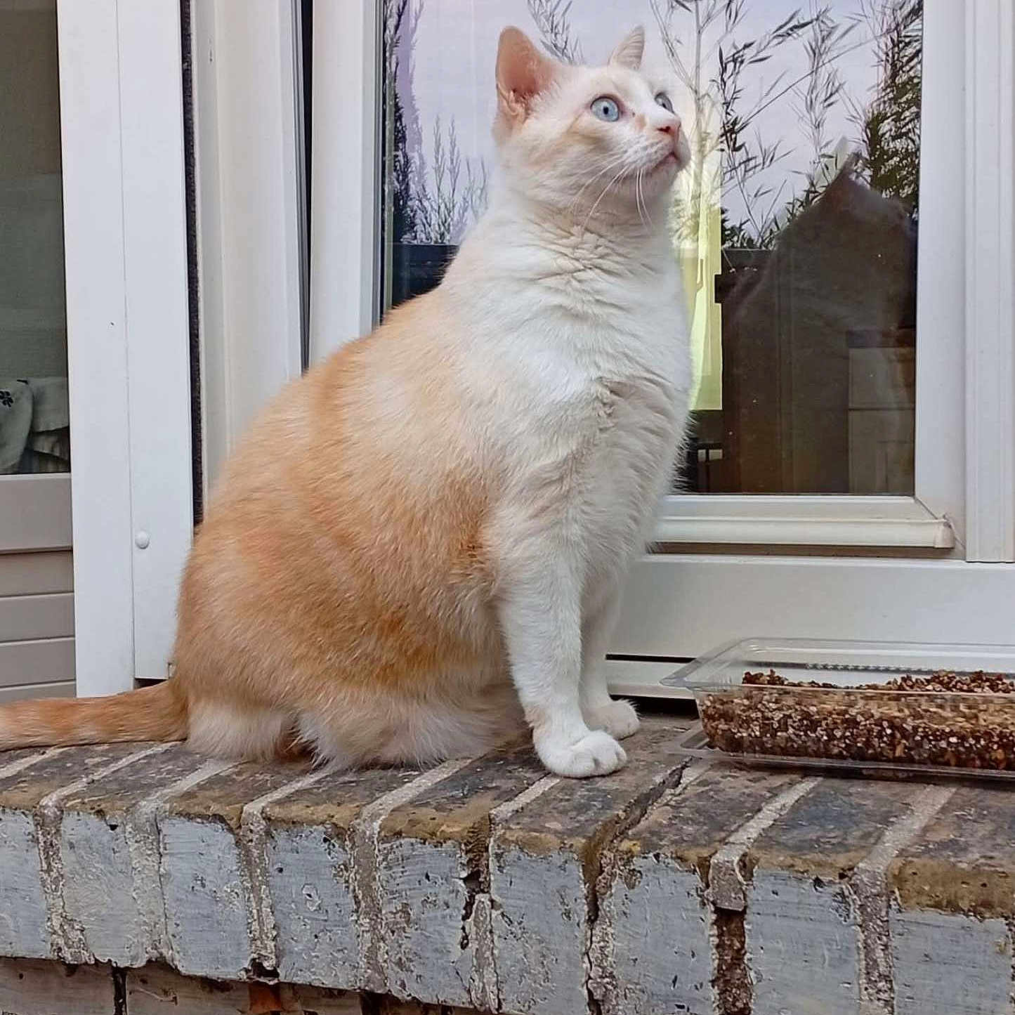 Gus