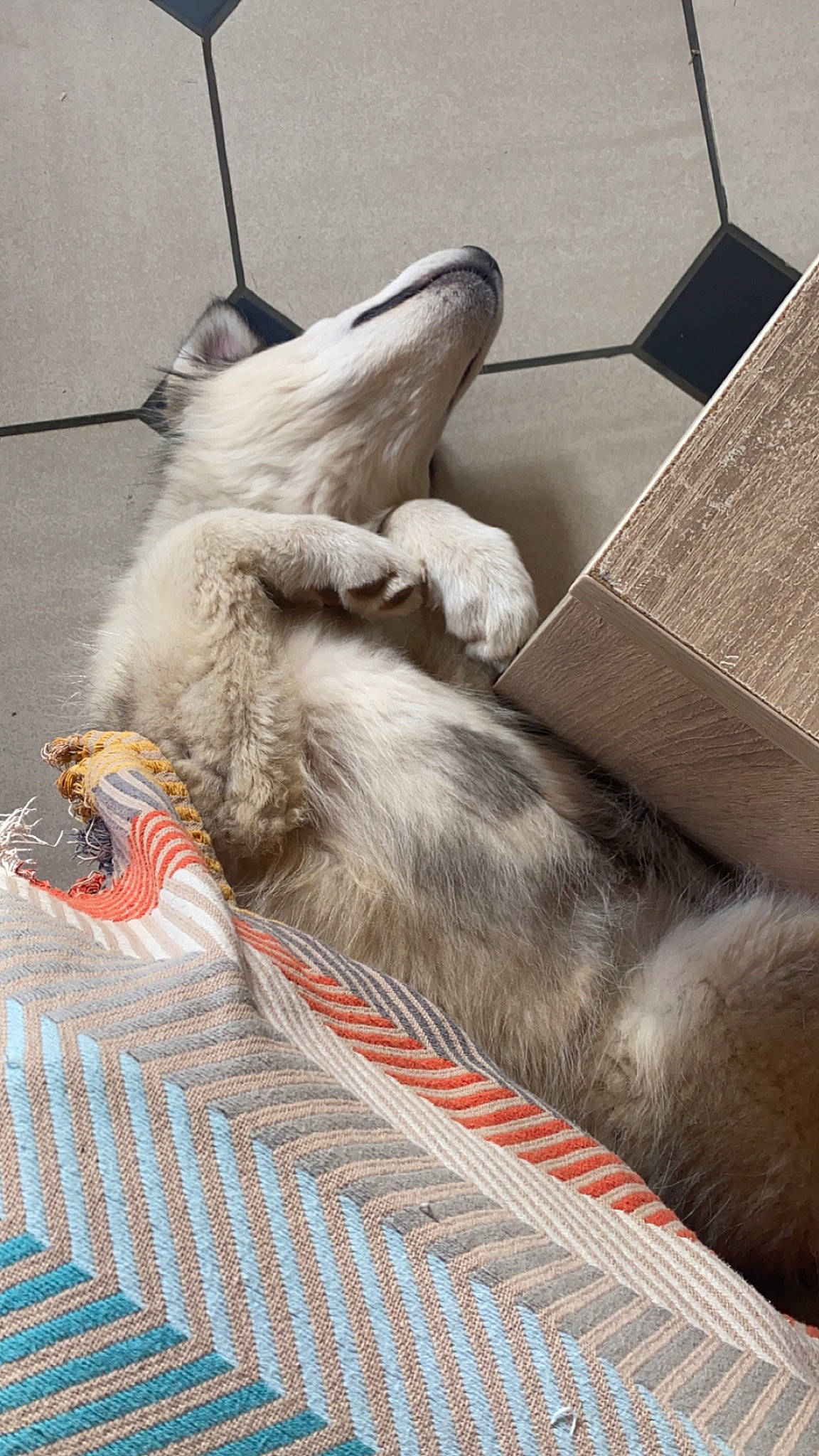 Freya participe au concours pour gagner de l'argent avec cette photo : canidae, carnivore, claw, comfort, companion_dog, dog_breed, domestic_short_haired_cat, fawn, felidae, foot, fur, grey, human_leg, linens, paw, small_to_medium_sized_cats, snout, sporting_group, tail, whiskers