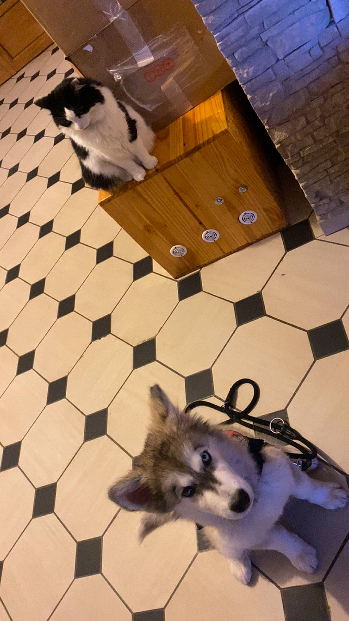 Freya a rejoint le concours — aidez-le/la à gagner de superbes lots ! art, black, carnivore, cat, companion_dog, dog, dog_breed, dog_supply, fawn, felidae, floor, flooring, fur, hardwood, pattern, small_to_medium_sized_cats, tail, whiskers, white, wood