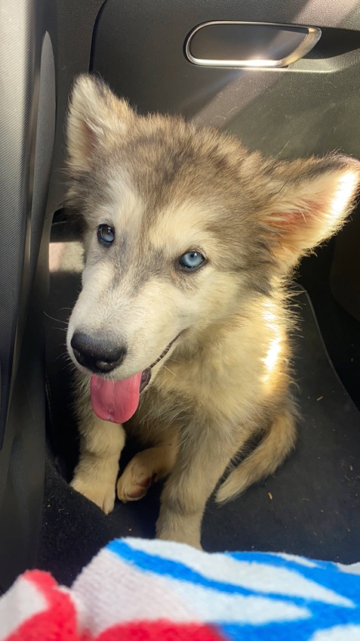 Freya a rejoint le concours — aidez-le/la à gagner de superbes lots ! ancient_dog_breeds, canidae, canis, carnivore, companion_dog, dog, dog_breed, fawn, fur, non_sporting_group, pet_supply, puppy, sled_dog, sporting_group, terrestrial_animal, whiskers, wolf, working_animal, working_dog