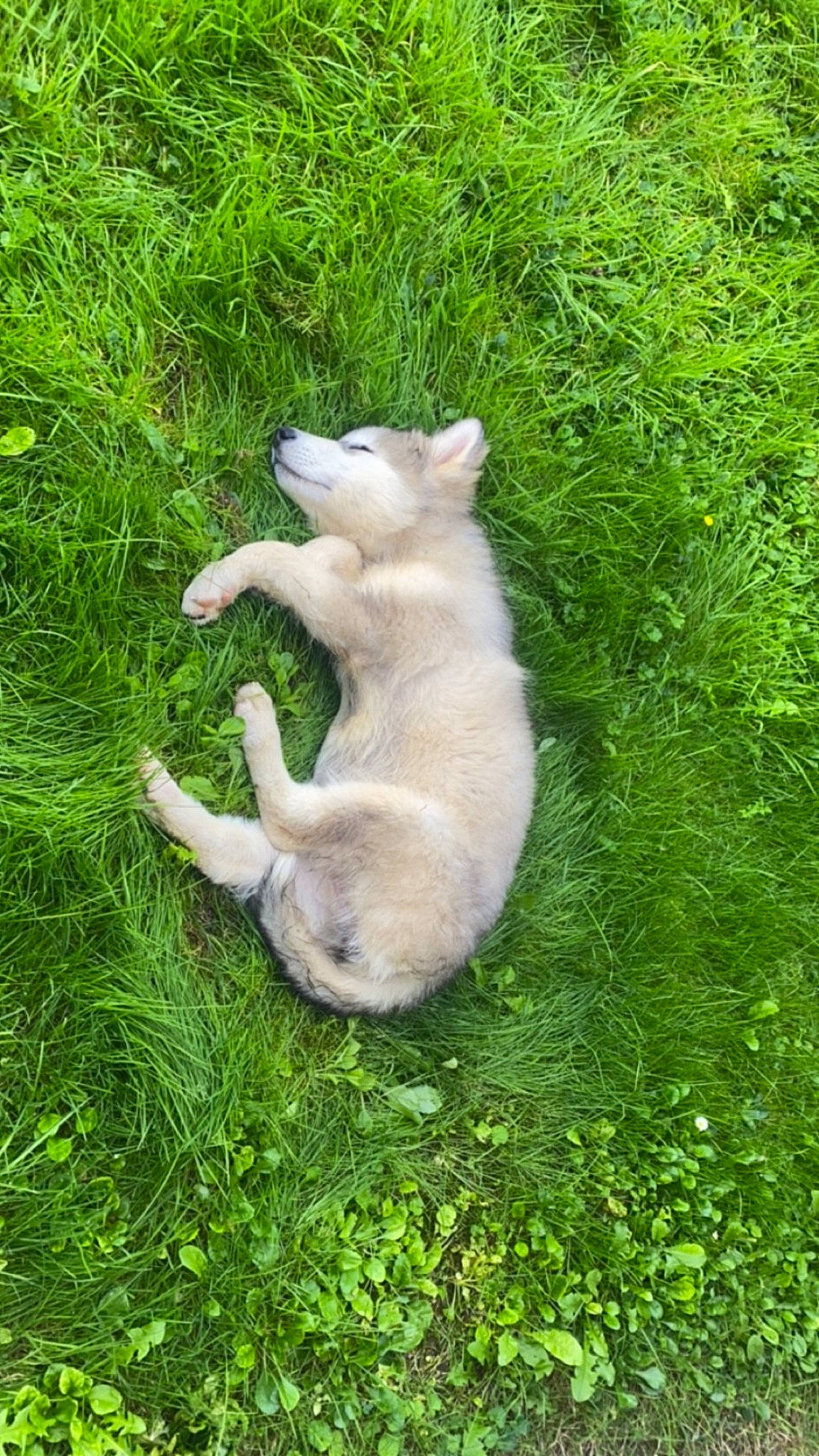 Freya participe au concours pour gagner de l'argent avec cette photo : canidae, carnivore, companion_dog, dog_breed, fawn, felidae, grass, grassland, groundcover, herb, herbaceous_plant, pasture, paw, plant, snowshoe_hare, sporting_group, tail, terrestrial_animal, whiskers, wildlife