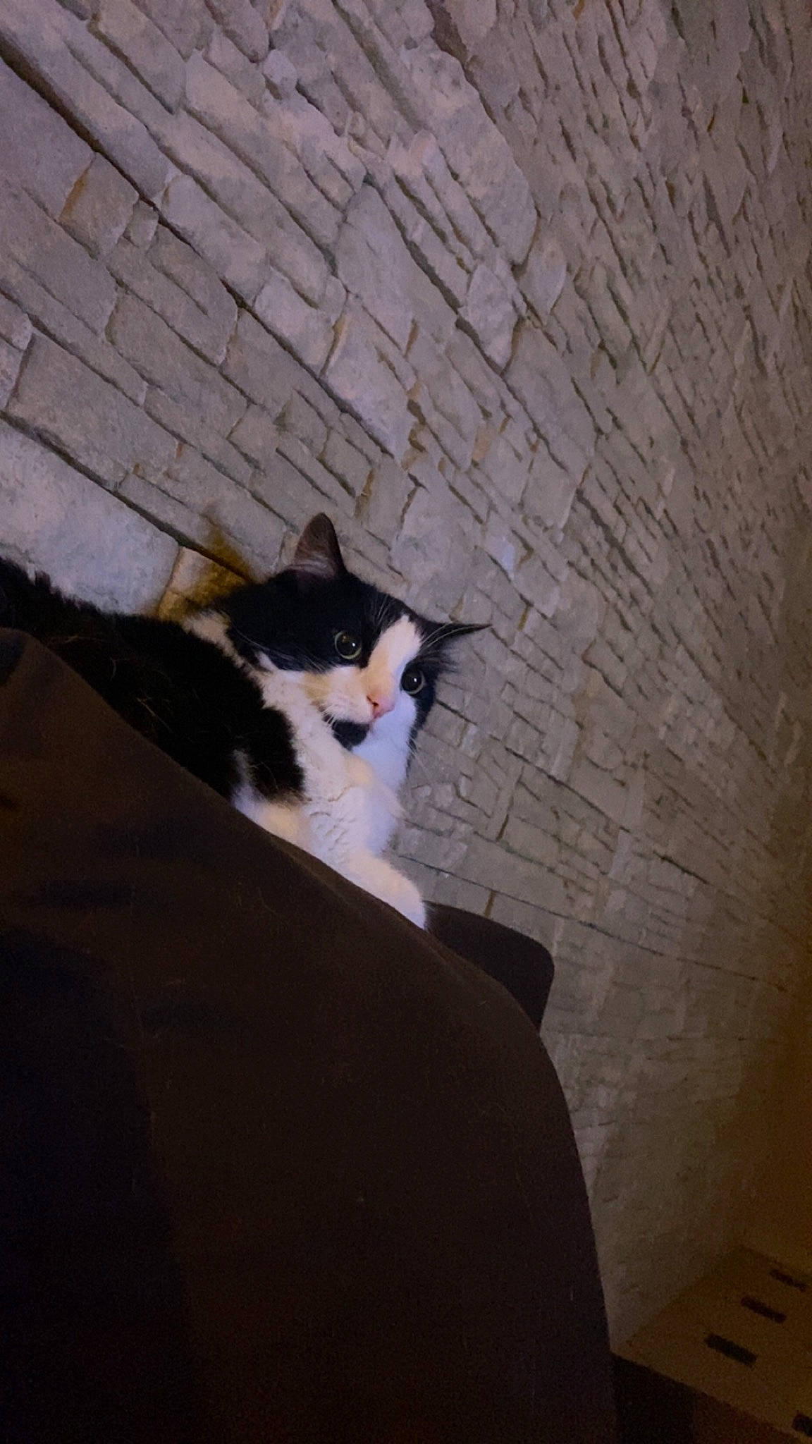 Yéti a rejoint le concours — aidez-le/la à gagner de superbes lots ! brick, canidae, carnivore, cat, domestic_short_haired_cat, felidae, flooring, formal_wear, fur, grey, hardwood, shadow, small_to_medium_sized_cats, stairs, tail, tints_and_shades, whiskers, wood