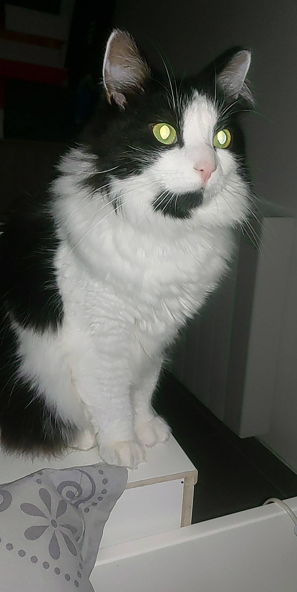 Yéti a rejoint le concours — aidez-le/la à gagner de superbes lots ! carnivore, cat, domestic_short_haired_cat, eye, felidae, flooring, fur, head, monochrome, monochrome_photography, paw, sitting, small_to_medium_sized_cats, snout, tail, whiskers