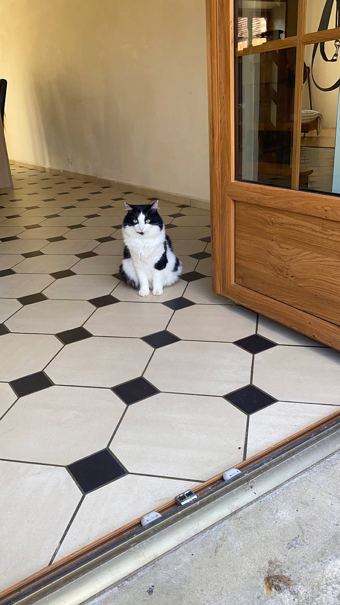 Yéti a rejoint le concours — aidez-le/la à gagner de superbes lots ! carnivore, cat, composite_material, felidae, flagstone, floor, flooring, grey, hardwood, light, monochrome_photography, pattern, rectangle, road_surface, shadow, small_to_medium_sized_cats, tail, tints_and_shades, whiskers, wood